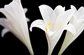 Three Striking White Longiflorum Blooms on Black