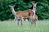 Red Deer Cervus elaphus, two hinds on alert, Germany