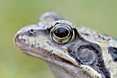 Common Frog Rana temporaria, close up study of head, Germany