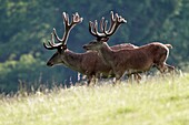 Red Deer Cervus elaphus, two stags on meadow, with velvet on antlers, Germany