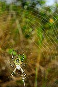 Araña tigre, araña avispa o araña cestera Argiope bruennichi en su tela de araña, Parc Natural del Garraf, Baix Llobregat, Alt Penedès, Garraf, Provincia de Barcelona, Catalunya, España