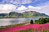 Gimsøya, Lofoten Islands, Norway