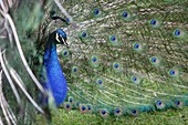 Peacock with feathers spread