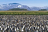 King penguin Aptenodytes patagonicus breeding and nesting colony at Salisbury Plains, Bay of Isles on South Georgia Island, Southern Ocean  MORE INFO The king penguin is the second largest species of penguin at about 90 cm 3 ft tall and weighing 11 to 16