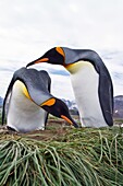 King penguin courtship behavior Aptenodytes patagonicus at the breeding and nesting colony at Salisbury Plains, Bay of Isles on South Georgia Island, Southern Ocean  MORE INFO The king penguin is the second largest species of penguin at about 90 cm 3 ft t