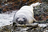 Young southern elephant seal Mirounga leonina on the beach at South Georgia in the Southern Ocean  MORE INFO The southern elephant seal is not only the most massive pinniped but also the largest member of the order Carnivora to ever live  The seal gets it