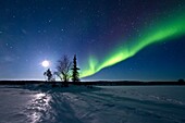 Aurora Borealis Northern Polar Lights and waxing moon over the boreal forest outside Yellowknife, Northwest Territories, Canada, MORE INFO The term aurora borealis was coined by Pierre Gassendi in 1621 from the Roman goddess of dawn, Aurora, and the Greek
