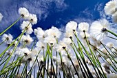 A large stand of Arctic cotton Eriophorum callitrix in Denali National Park, Alsaka, USA  MORE INFO Arctic cotton cottongrass, cottonsedge is an Arctic plant in the Cyperaceae family  This plant is food for migrating snow geese and caribou
