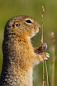 Adult Arctic ground squirrel Spermophilus parryii foraging in Denali National Park, Alaska, USA  MORE INFO During hibernation, the body temperature of the Arctic ground squirrel drops from 98 68 F to 26 48 Fthat´s below the freezing point of water and is