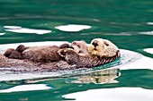 Adult sea otter Enhydra lutris kenyoni mother and pup in Inian Pass, Southeastern Alaska, USA  Pacific Ocean  MORE INFO: This sub-species ranges from the Aleutian Islands throughout southeast Alaska to Oregon  Adult sea otters typically weigh between 14 a