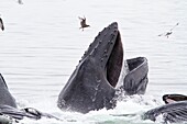 Adult humpback whales Megaptera novaeangliae co-operatively ´bubble-net´ feeding along the west side of Chatham Strait in Southeast Alaska, USA  Pacific Ocean  MORE INFO Of the estimated 1, 500 humpback whales that migrate to this area of Southeast Alaska