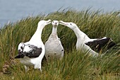 Adult wandering albatross Diomedea exulans exhibiting courtship behavior on Prion Island, which lies in the Bay of Isles towards the west end of South Georgia Island in the Southern Atlantic Ocean  The wandering albatross is the largest not heaviest bird