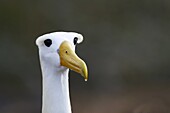 Adult waved albatross Diomedea irrorata head detail on Espanola Island in the Galapagos Island Group, Ecuador  Pacific Ocean  This species of albatross is endemic to the Galapagos Islands