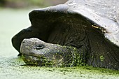 Wild Galapagos giant tortoise Geochelone elephantopus resting in a muddy bog on the upslope grasslands of Cruz Island in the Galapagos Island Group, Ecuador  The Galapagos Giant Tortoise is endemic only to the Galapagos Islands  There are currently 11 sur