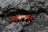 Sally lightfoot crab Grapsus grapsus in the litoral of the Galapagos Island Archipeligo, Ecuador  This bright red crab is very common throughout the Archipelago
