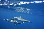 Three young Hawaiian spinner dolphins Stenella longirostris underwater in the AuAu Channel off the coast of Maui, Hawaii, USA  Pacific Ocean  Note the length of the rostrum, where the specific name ´longirostris´ comes from