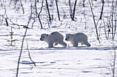 Polar Bear cubs Ursus maritimus running on open snow, Churchill, Manitoba, Hudson Bay, Canada