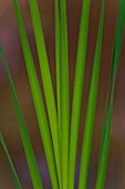 A detailed view reveals delicate greenery inside the traditional Japanese Garden of Hinokicho Park at the new business and commercial complex, Midtown Tokyo, in the upscale Roppongi District of Tokyo, Japan.