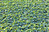 Shinobazu Pond in Ueno Park is filled with Lotus water lily plants in the old downtown district of Ueno in Tokyo, Japan.