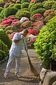 A young Shinto kannushi priest sweeps a gravel path in the hillside azalea garden at Nezu Shrine in the Bunkyo district of old shitamachi downtown Tokyo, japan.