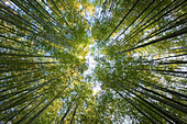 Early morning sunlight filters into a bamboo grove in the outlying Arashiyama district of Kyoto, Japan.