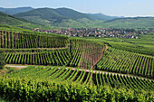 France, 68, Landscape in Alsace, vineward in Ammerschwihr