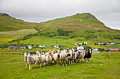 Norway -June 2009 North Norway Lofoten Islands Borg City herd