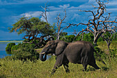 Africa, North-East District, Chobe National Park, elephant (Loxodonta africana)