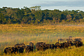 Africa, Zimbabwe, North Matabeleland province, Hwange National Park, buffalos (Syncerus caffer)