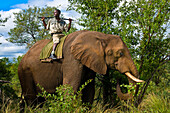 Africa, Zimbabwe, North Matabeleland province, Zambezi Elephant Trails, the guide Jaram Nolouru on an elephant (Loxodonta africana)