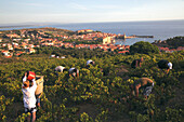 France, Languedoc Roussillon, Pyrénées Orientales (66), Collioure, village and vineyard