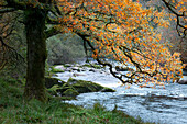 Dartmoor National Park, Devon, England, tree nearby a river
