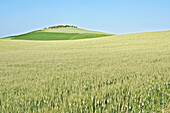 Wheat Field, Tuscany, Italy