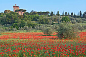 Poppy Field, Tuscany, Italy