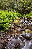 Rio Silveira, moosbewachsene Steine, Caldeirao Verde, Queimadas Naturpark, Madeira, Portugal