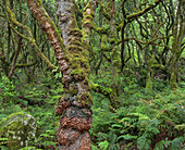Forest during the rain, mossy tree trunk, Caldeirao Verde, Queimadas Forest Park, Madeira, Portugal