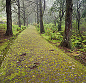 Moosbewachsene Strasse im Wald, Caldeirao Verde, Queimadas Naturpark, Madeira, Portugal