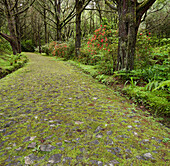 Moosbewachsene Strasse, Wald, Caldeirao Verde, Queimadas Naturpark, Madeira, Portugal