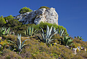 Aloe at hillside, Cala S Almunia, Santanyi, Majorca, Spain