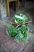 Basket full of fresh herbs, rhubarb and salat, Klein Thurow, Roggendorf, Mecklenburg-Western Pomerania, Germany