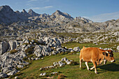 Kuh auf einer Almwiese, Westliche Picos de Europa, Parque Nacional de los Picos de Europa, Picos de Europa, Provinz Asturias, Principado de Asturias, Asturien, Nordspanien, Spanien, Europa