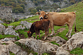 Cows on a mountain pasture, Majadas Las Boblas, western Picos de Europa, Parque Nacional de los Picos de Europa, Picos de Europa, Province of Asturias, Principality of Asturias, Northern Spain, Spain, Europe