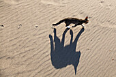 Junge Hauskatze läuft im Sand am Strand, lykische Küste, Türkei