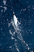 Mackerel on a fishing hook, Scomber scombrus, mediterranean sea, lycian coast, Turkey