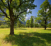 Wiese mit Bäumen vor Karwendel, Großer Ahornboden und Spritzkarspitze, Tirol, Österreich, Europa