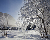 Snowy trees in the sunlight, Rotmoos, Styria, Austria, Europe
