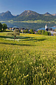 Blick über eine Wiese auf St. Wolfgang am Wolfgangsee, Kirchturm, Blumenwiese, Bergwerkskogel, Sparber, Bleckwand, Osterhorn, Salzkammergut, Oberösterreich, Österreich, Europa