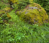 Moss and grass at landscape conservation area Feldaist, Upper Austria, Austria, Europe