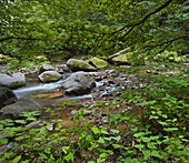 Bach unter Bäumen im Landschaftsschutzgebiet Feldaist, Oberösterreich, Österreich, Europa