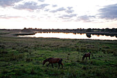 Pferde am Ornumer Noor, einem Seitenarm der Schlei, Schlei, Schleswig-Holstein, Deutschland, Europa